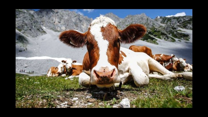 Mucche stressate dal caldo, meno latte. Veterinari: sì all’aria condizionata