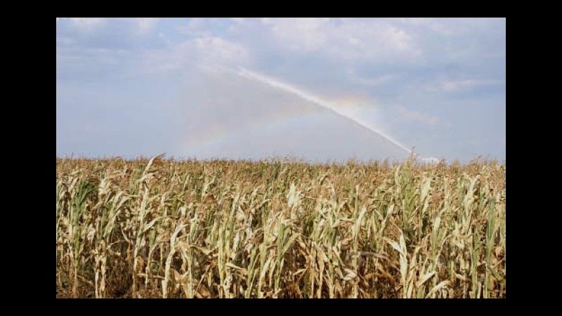 Ogm, Confagricoltura: Aprire alla ricerca e all’innovazione genetica sulle piante