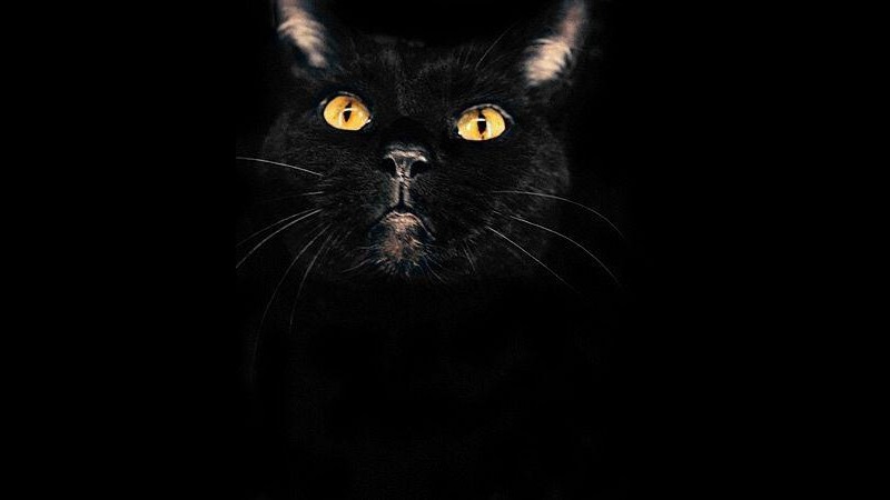 Animali, 3mila gatti neri in pericolo ad Halloween