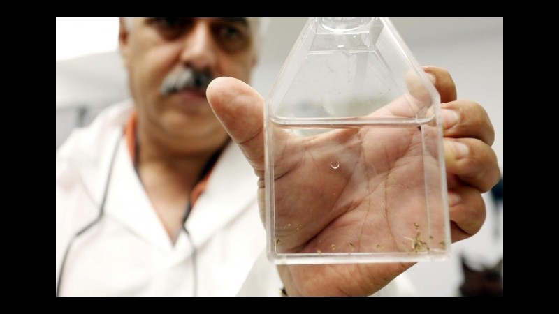 In Birmania 60 morti per febbre dengue da gennaio, 10.000 gli infetti