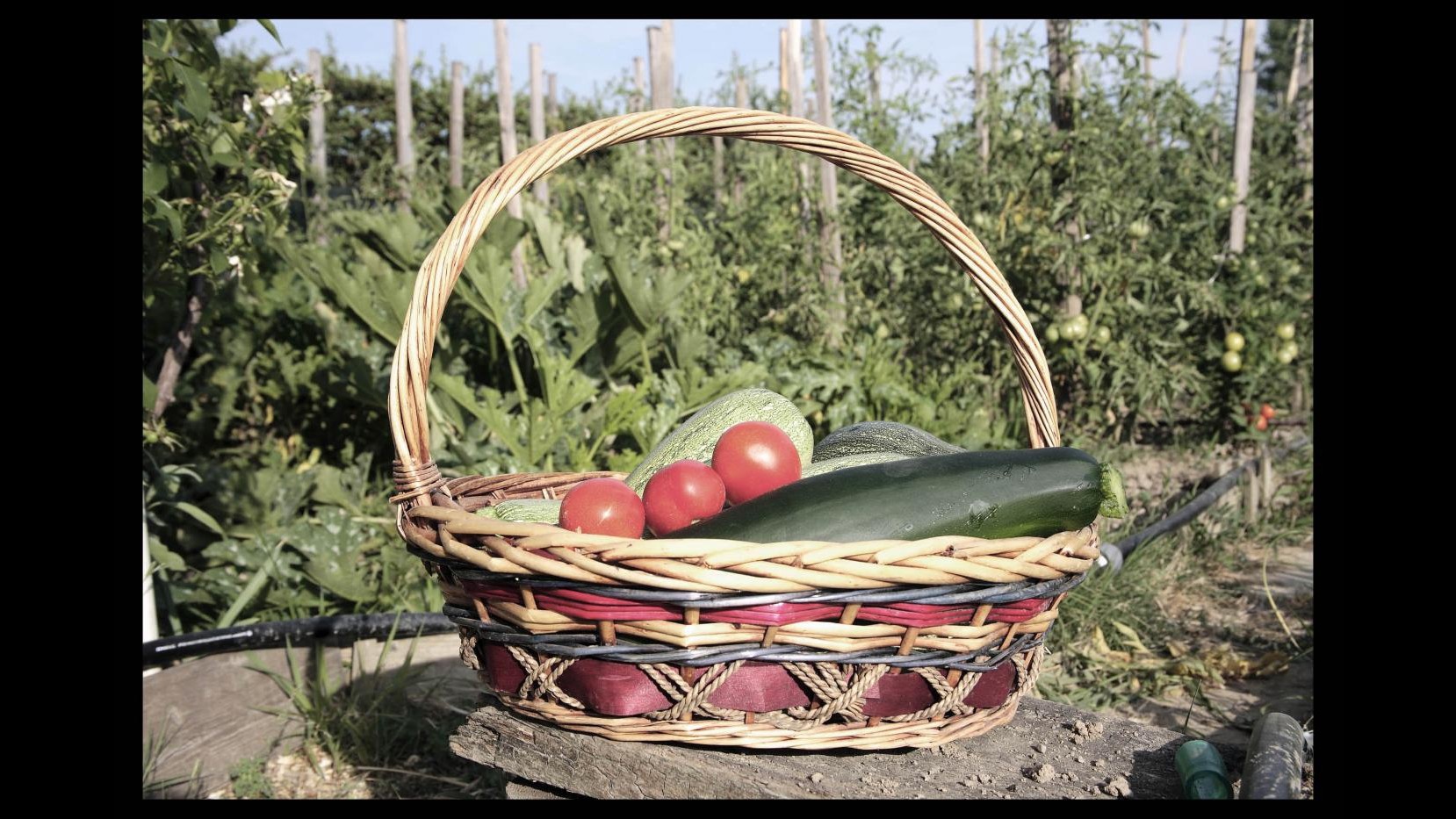 Pomodori e zucchine sui tetti delle città: arriva ‘Orti alti’