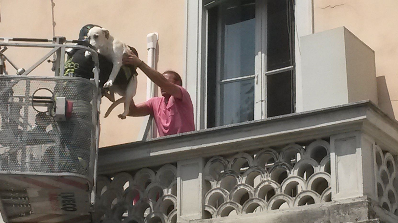 Milano, in trappola sul balcone assolato: cane salvato da polizia e Vigili del fuoco