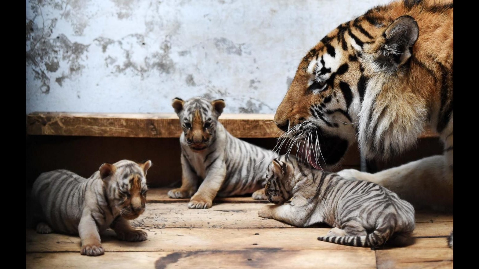 Cina, nel 2015 nati 70 cuccioli nel parco delle tigri siberiane