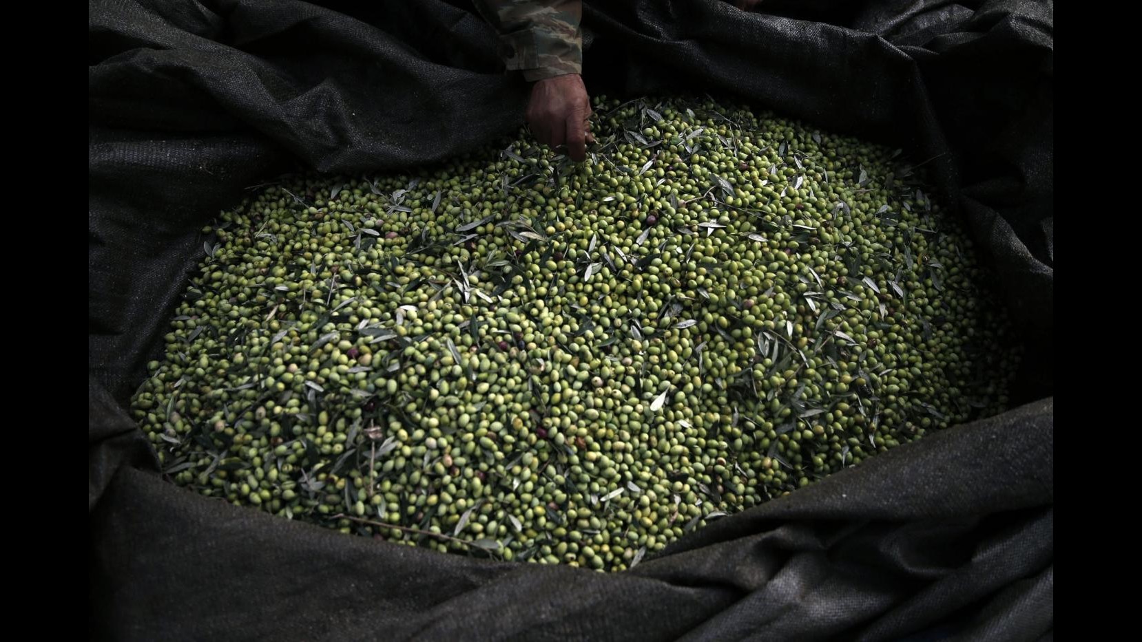 Puglia, Martina: Stato di calamità per ‘Xylella’, via a indennizzi