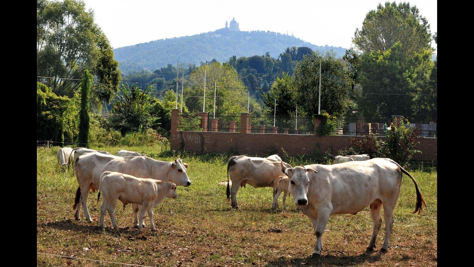 ‘Le mucche fanno il latte’, una affermazione vera a metà