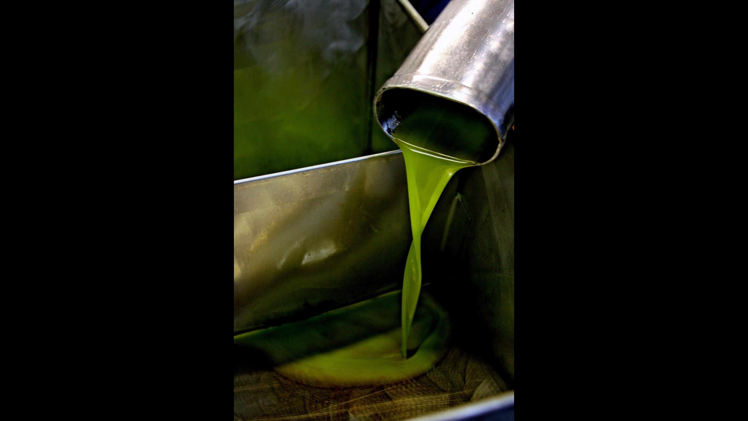 Falso olio extravergine, Guariniello apre inchiesta. Martina: Seguiamo indagini