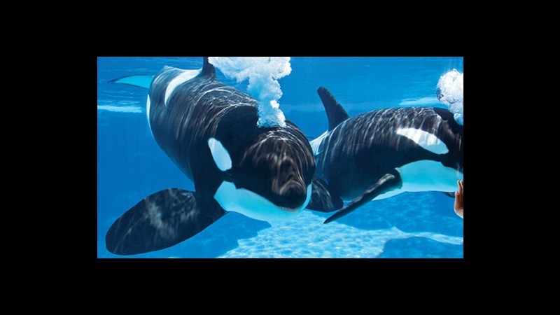 Seaworld e le orche: annunciato stop ai vecchi show