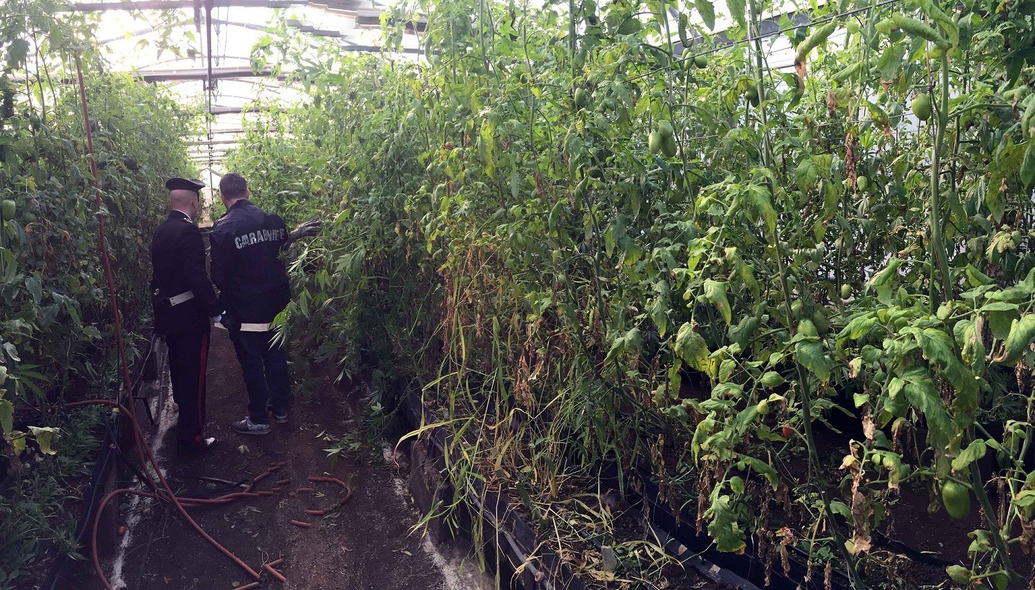 Napoli, sequestrati in una serra 620 chili di cannabis: tre arresti