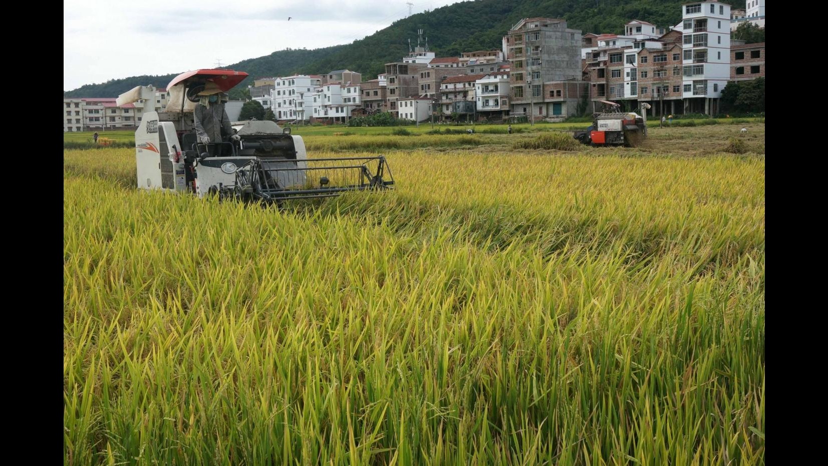 Istat: In III trimestre prezzi prodotti agricoli -0.3% trimestrale