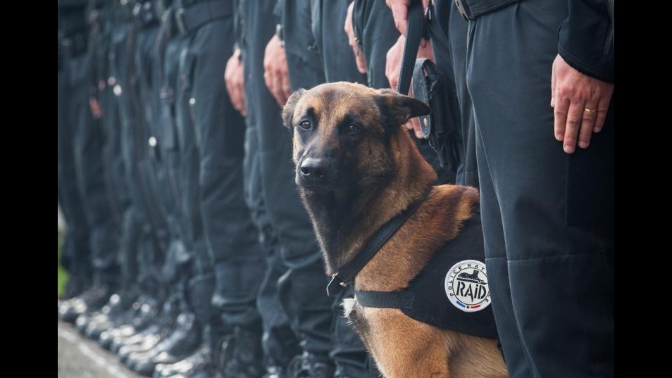 Diesel, il cane poliziotto morto nel blitz a Parigi: è stato ucciso dai terroristi