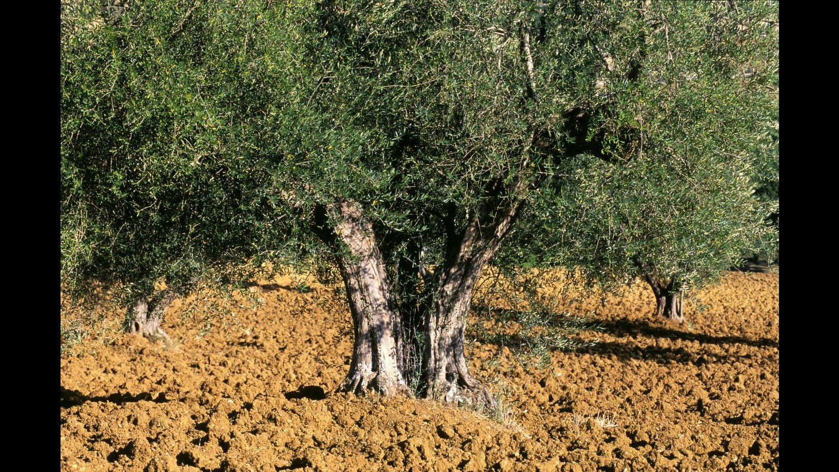 Coldiretti: un italiano su quattro dice addio all’olio d’oliva