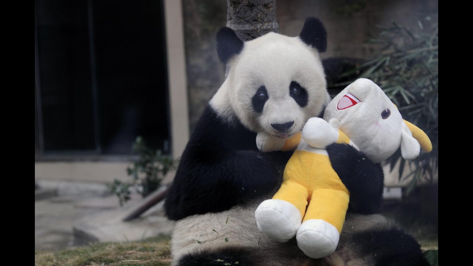 Cina, panda Basi compie 35 anni: è il secondo più vecchio al mondo