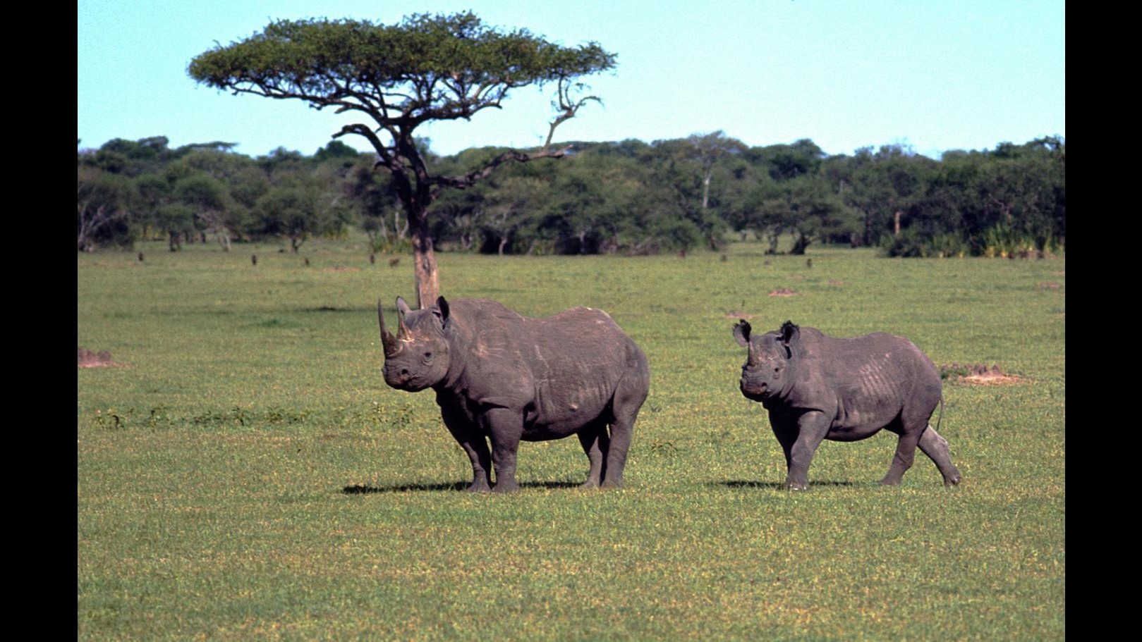Sudafrica, la vendita di corni di rinoceronte torna legale