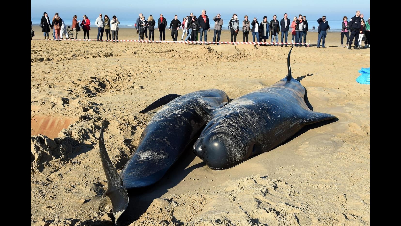 Cile, trovate morte oltre 300 balene spiaggiate nel sud