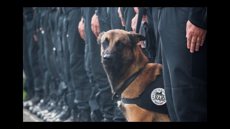 Parigi, medaglia al valore a Diesel, cane del blitz Saint-Denis