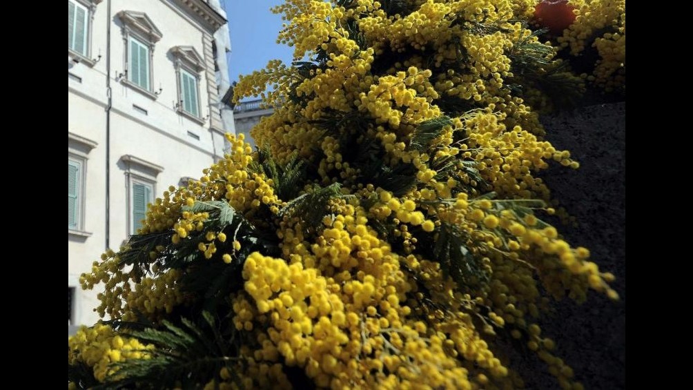 Clima, Coldiretti: Natale con mimose e zanzare, natura sconvolta