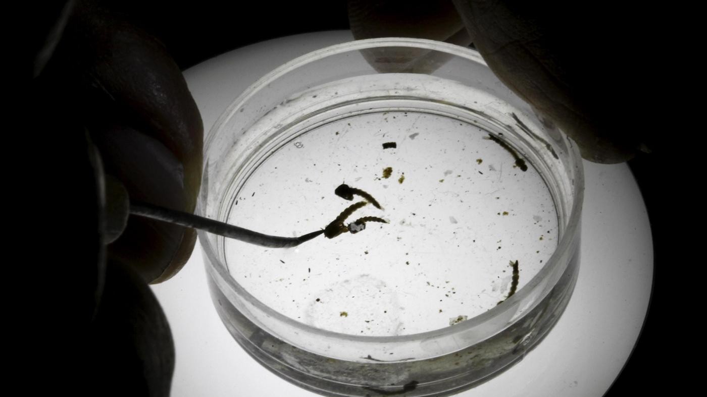 Zika, virus ‘esplosivo’: attesi 3-4 milioni di casi