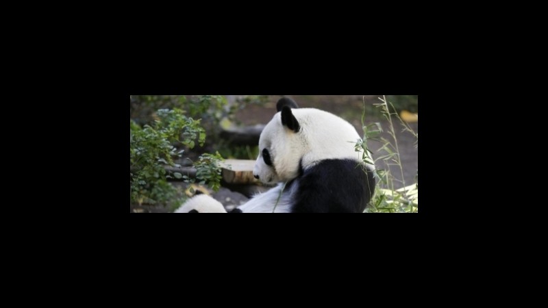 Sunshine e Sweetie, i bookie scommettono sui cuccioli di panda