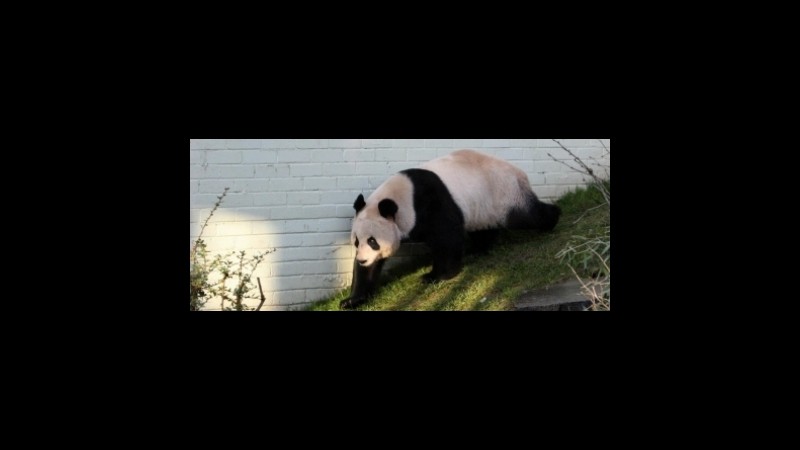 Zoo di Edinburgo: niente bebè per i panda, il prossimo concepimento in lavagna a 5,00