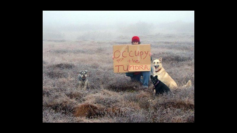 Dopo Wall Street arriva Occupy the Tundra: una donna e i suoi 3 cani