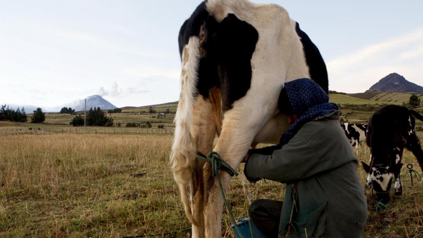 Salute, Piemonte ufficialmente indenne da tubercolosi bovina