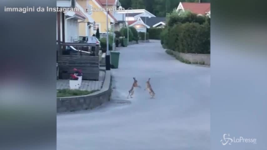 Svezia, la divertente lotta tra conigli in strada