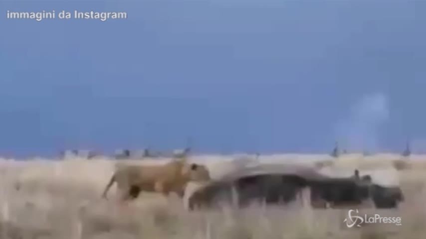 Pisolino interrotto nella savana: l’ippopotamo carica la leonessa