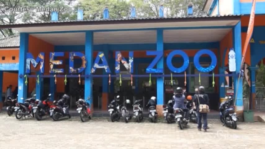 Indonesia, sono nati due cuccioli di tigre del Bengala nello zoo di Medan