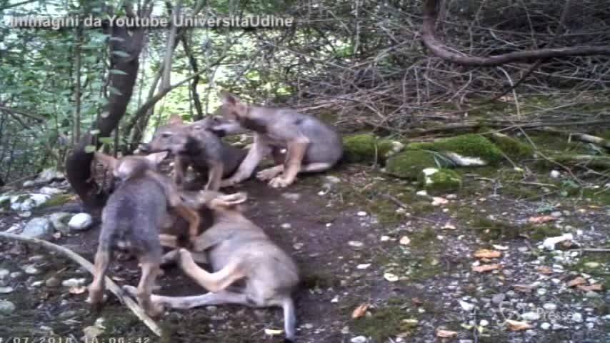 Friuli Venezia Giulia, nati sei cuccioli di lupo