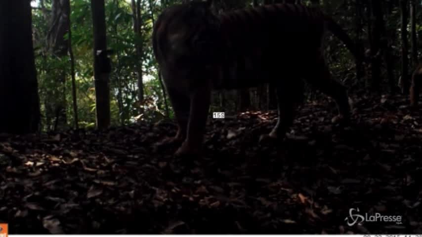 Cuccioli di tigre crescono, il video del WWF per il #GlobalTigerDay