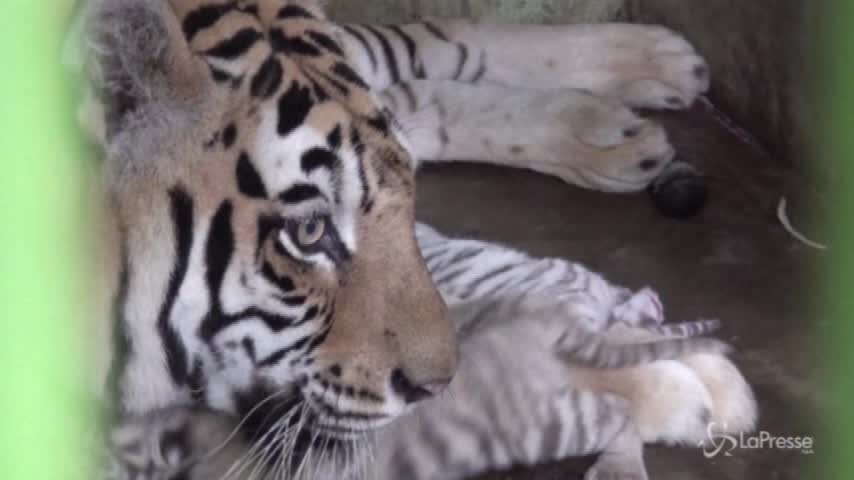 È la giornata mondiale della tigre: il più grande felino della Terra rischia di scomparire