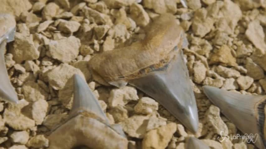 Denti fossili di mega squalo: ritrovamento eccezionale in Australia