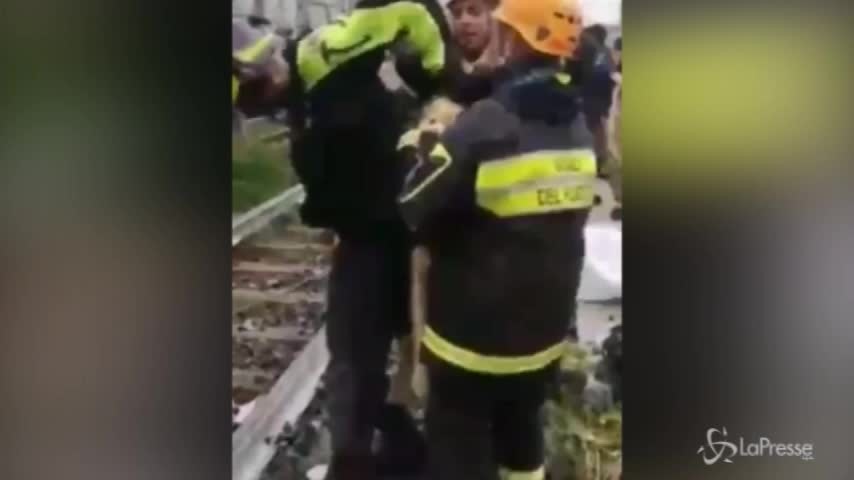 Genova: Zoe, la labrador dei vigili del fuoco caricata in spalla per andare tra le macerie
