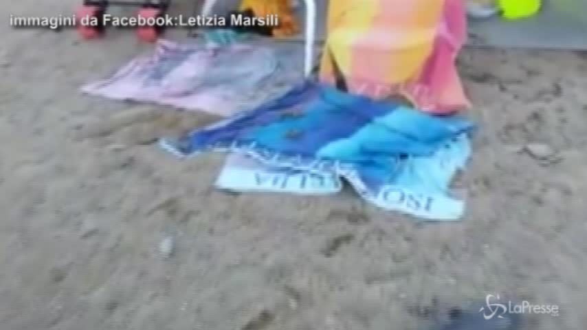 Tartarughine sulle spiagge dell’Isola d’Elba