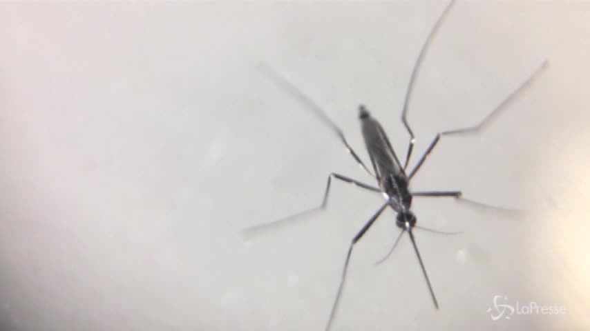 Il virus del Nilo Occidentale ha contagiato 125 persone in Italia
