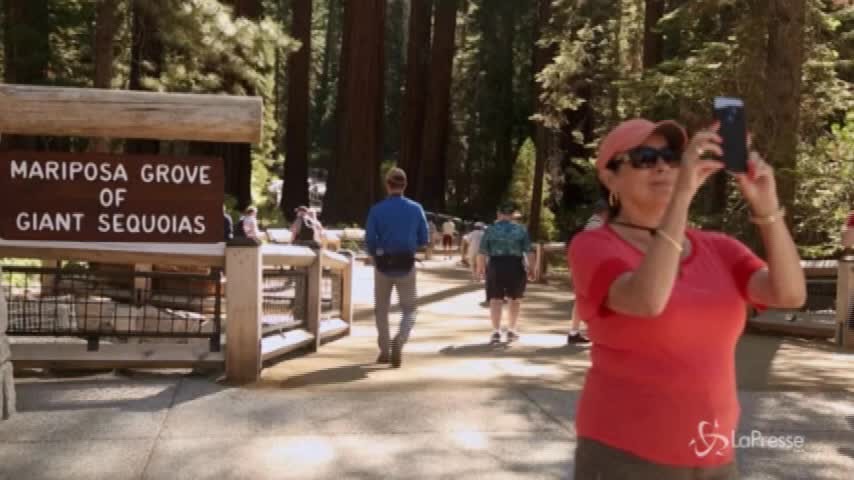 Riapre il Mariposa Grove nel parco di Yosemite