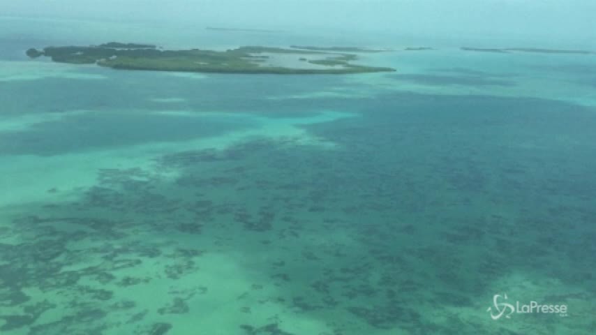 La barriera corallina del Belize non è più a rischio estinzione