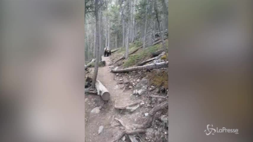 Stupore e paura: incontro ravvicinato con un Grizzly