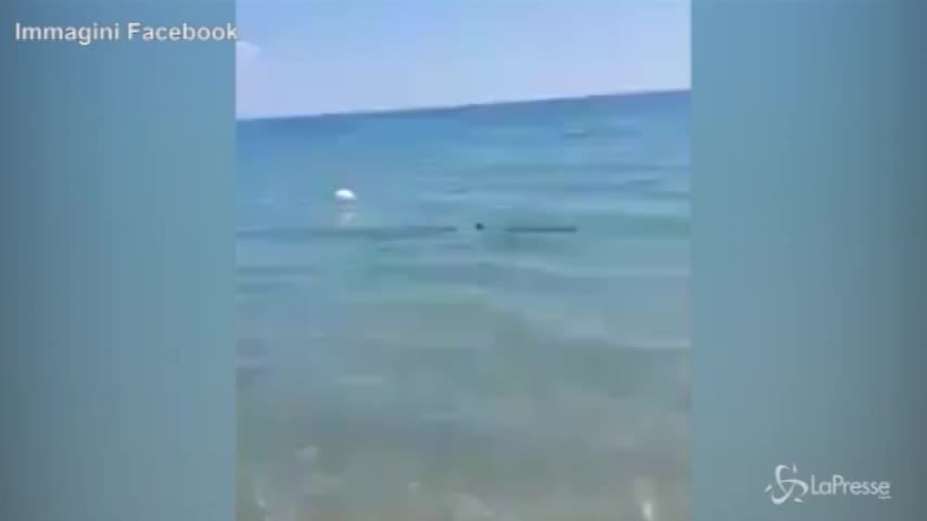 Calabria, paura sul litorale: uno squalo a riva