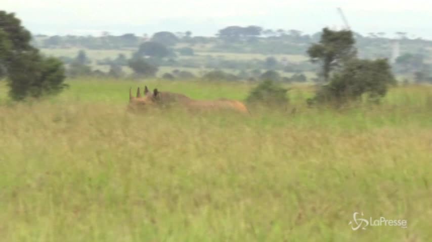 Strage di rinoceronti neri in Kenya