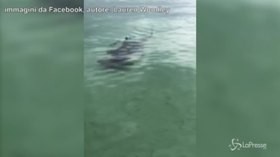 Florida, all’improvviso spunta un enorme squalo martello di fianco alla barca