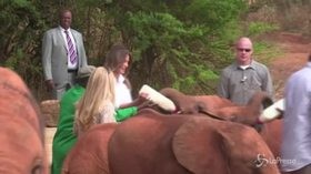 Melania Trump fra gli elefanti del Kenya: allatta i cuccioli con il biberon