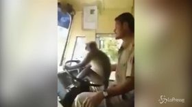 India, scimmia al volante di un pullman