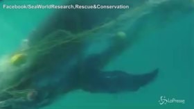 Australia: intrappolato in una rete, il salvataggio del cucciolo di balena