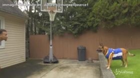 Il cane campione di basket: assist di muso e Alley-oop