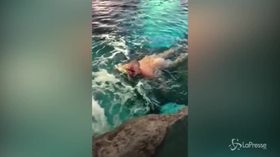 Nudo nella vasca degli squali, impavido esibizionista all’acquario di Toronto