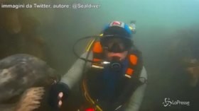 “Dammi il cinque!”, la foca stringe la mano al sub