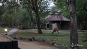 Safari in sud Africa, il leopardo attacca l’antilope alla gola e i turisti riprendono la scena