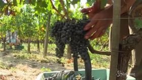 Chiusa la vendemmia, ottime previsioni per l’Italia