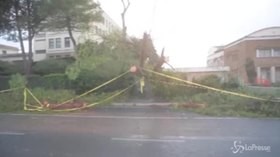 Maltempo a Roma, si lavora per liberare le strade dagli alberi